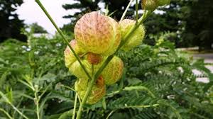 Image result for Gomphocarpus glaucophyllus