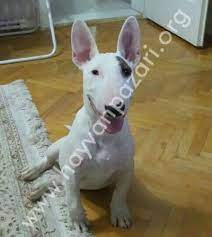 Bull Terrier Tiger Maske Hayvan Pazari Org Hayvan