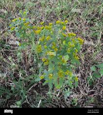 Image result for Flaveria bidentis