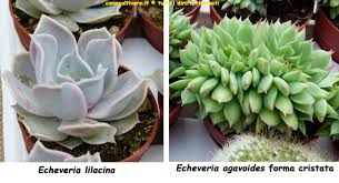 Echeveria pulvinata frosty crestata coltivazione. Echeveria Crassulaceae Coltivazione Dell Echeveria