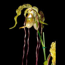 Image result for Dipcadi longifolium