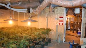 A wide variety of led grow light basement options are available to you, such as modern. Ontario Realtors Group Calls For Stronger Protections Against Grow Ops Cp24 Com