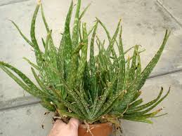 Image result for Asphodelaceae