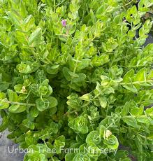 Image result for Polygala stenopetala