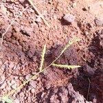 Image result for Urochloa panicoides