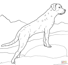 They have many jobs like being a service dog, a rescue dog, drug detection and more. Labrador Retriever Coloring Page Free Printable Coloring Pages Dog Coloring Page Golden Retriever Colors Puppy Coloring Pages