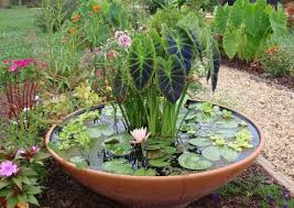 Piante acquatiche in vaso in giardino. Giardino Acquatico In Vaso Mini Pond Terraria