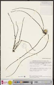 Image result for Panda oleosa