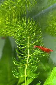 Image result for Ceratophyllum demersum