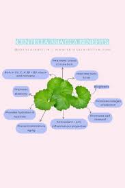 Image result for Centella asiatica