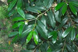 Image result for Mascarenhasia