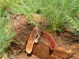 Image result for Elephantorrhiza suffruticosa