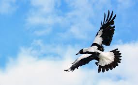 Australian Birds In Flight Images Australian Magpies Photo Gallery The Magpie Whisperer The Magpie Whisperer Sharing My Love Australian Birds Australian Native Birds Australian Wildlife
