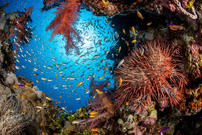 Coral Reef