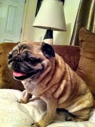 I Will Gladly Pay You Tuesday For A Hamburger Today Song Shoki Sporting The Wrinkles Tonight So Cute Pug Love Pug Dog
