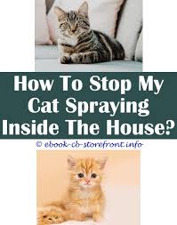 The urge to spray is extremely strong in cats who have not been spayed or neutered, so the simplest solution is to get that taken care of by five months of age, before there's even a problem. 12 Unbelievable Do Cats Stop Spraying When Neutered