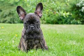 We also do 3/4 faux frenchie, and … French Bulldog Frenchie Puppies For Sale Akc Puppyfinder