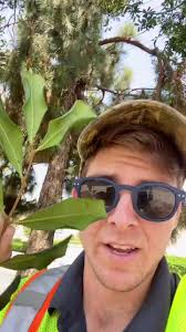 Carroty Woods Kent Toir