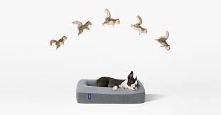 Casper Makes Dog Beds Now Techcrunch Indestructable Dog Bed Dog Beds For Small Dogs Durable Dog Bed