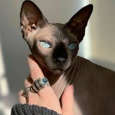 Pin By Izabela Krajewska On Zwierzeta I Pupile In 2020 Cute Hairless Cat Baby Animals Sphynx Cat