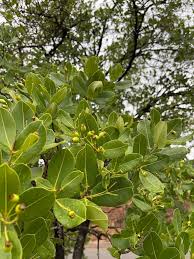 Image result for Syzygium cordatum