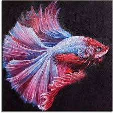 Betta fish breeder in texas. Halfmoon Betta Fish
