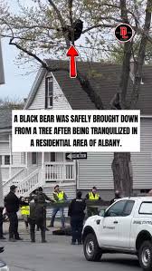 Video shows a black bear clinging to a tree before being tranquilized and  falling into a net below, as wildlife officials safely captured the animal  and prepared to release it back into