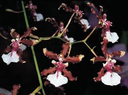 Image result for Polystachya campyloglossa