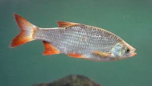 Scardinius Erythrophthalmus Common Rudd Eurasia Poisson D Eau Douce Poisson Blanc Poisson