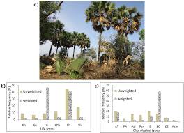 Image result for Ozoroa nigricans