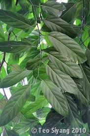 Image result for Strombosia