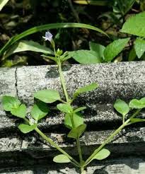 Image result for Vandellia