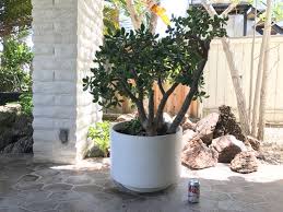 Discover ceramic planter at world market, and thousands more unique finds from around the world. Gainey Ceramics Large Architectural Outdoor Planter Pot White With Jade Plant