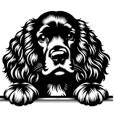 Image result for americký kokršpaněl