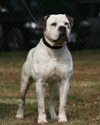 American Bulldog Abkn American Bulldog Bulldog Breeds Bulldog Puppies