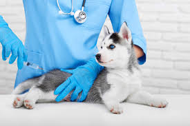 Puppies in dogs & puppies for sale. Dog Owner S Guide To Dhlpp Dhpp Vaccination Distemper Vaccine