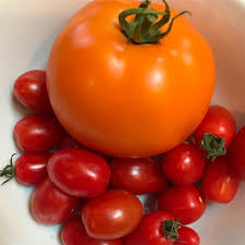 Chef S Choice Orange And Fantastico Tomatoes Ripening Perfectly Aaswinnersfordinner Tomato Growing Tomatoes Chef