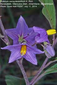 Image result for Solanum campylacanthum 'panduriforme type'
