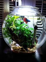 This Is Too Small Of A Water Volume To Safely Heat And Is Unlikely To Hold A Cycle Betta Fish Tank Betta Fish Bowl Betta Fish