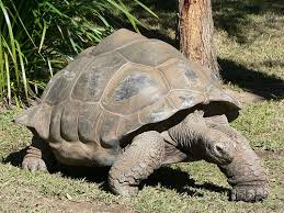 What Is The Lifespan Of A Turtle Https Www
