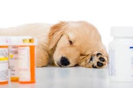Prescribing Oral Opioids For Dogs Probably Doesnt Help Them