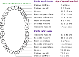 Elles tombent entre 6 et 9 c'est ensuite au tour des canines qui tombent entre 10 et 12 ans pour être remplacées dès l'âge de 11 à 13 ans. Les Dents Definitives De 6 A 12 Ans Cabinet Dentaire Du Semnoz