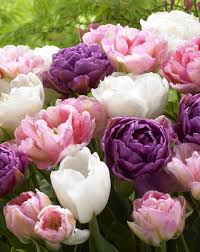 Maybe you would like to learn more about one of these? White Flowering Bulbs Dutchgrown