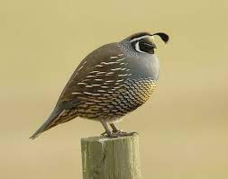 We did not find results for: California Quail Wikipedia