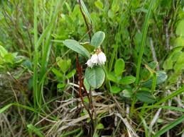 Image result for Vaccinium madagascariense