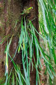 Image result for Pseudocyclosorus