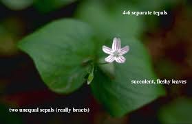 Image result for Montiaceae