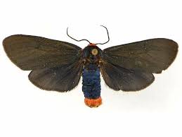 Image result for Pycnostachys orthodonta