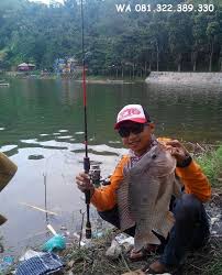 Master Umpan Ikan Nila Harian Babon Ikan