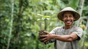 It differs from the transplantation of larger trees in arboriculture. Trees4trees Non Profit Foundation In Indonesia To Empower Local Communities Through Partnership Reforestation Initiatives